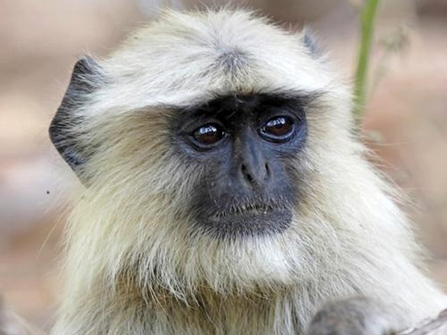 Monkey Gray Langur пазл игру 