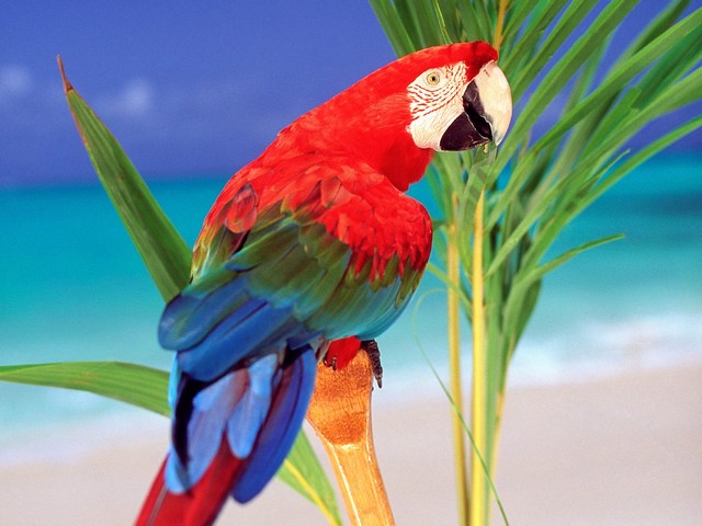 Parrot juego de puzzle 