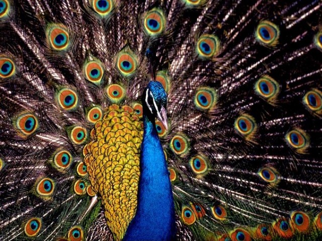 Peacock - Beautiful plumage of the Indian Peafowl (peacock) when fanning the tail. - , Peacock, animals, animal, bird, birds, peafowl, plumage, plumages - Beautiful plumage of the Indian Peafowl (peacock) when fanning the tail. Solve free online Peacock puzzle games or send Peacock puzzle game greeting ecards  from puzzles-games.eu.. Peacock puzzle, puzzles, puzzles games, puzzles-games.eu, puzzle games, online puzzle games, free puzzle games, free online puzzle games, Peacock free puzzle game, Peacock online puzzle game, jigsaw puzzles, Peacock jigsaw puzzle, jigsaw puzzle games, jigsaw puzzles games, Peacock puzzle game ecard, puzzles games ecards, Peacock puzzle game greeting ecard