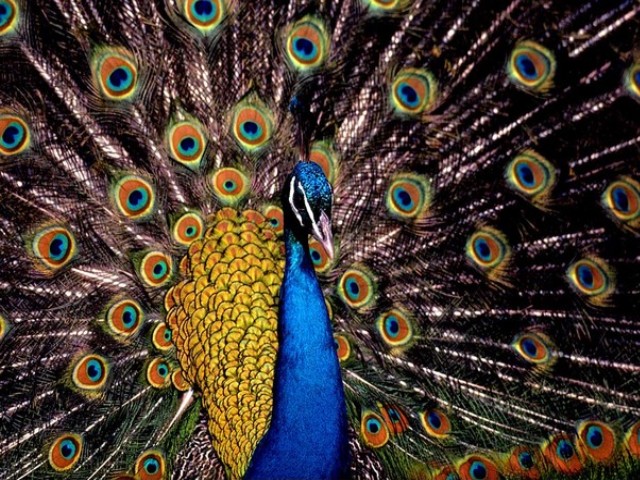 Peacock juego de puzzle 
