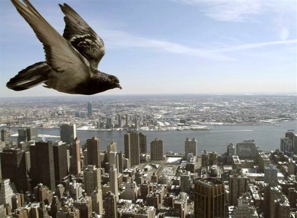 Pigeon over New York - An urban pigeon flies over the New York City. - , pigeon, pigeons, animals, animal, bird, birds, New, York, city, cities - An urban pigeon flies over the New York City. Lösen Sie kostenlose Pigeon over New York Online Puzzle Spiele oder senden Sie Pigeon over New York Puzzle Spiel Gruß ecards  from puzzles-games.eu.. Pigeon over New York puzzle, Rätsel, puzzles, Puzzle Spiele, puzzles-games.eu, puzzle games, Online Puzzle Spiele, kostenlose Puzzle Spiele, kostenlose Online Puzzle Spiele, Pigeon over New York kostenlose Puzzle Spiel, Pigeon over New York Online Puzzle Spiel, jigsaw puzzles, Pigeon over New York jigsaw puzzle, jigsaw puzzle games, jigsaw puzzles games, Pigeon over New York Puzzle Spiel ecard, Puzzles Spiele ecards, Pigeon over New York Puzzle Spiel Gruß ecards