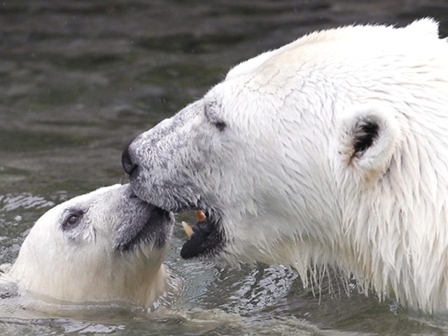 Polar Bear Cub and Mother swimming Puzzle Spiel 