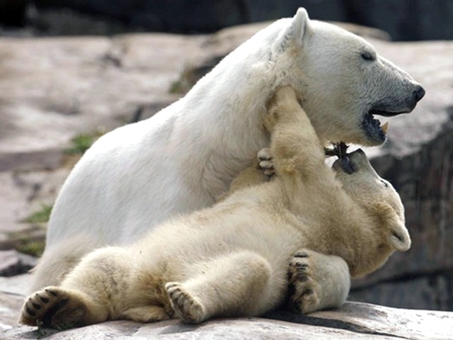 Polar Bear Cub with Mother Puzzle Spiel 