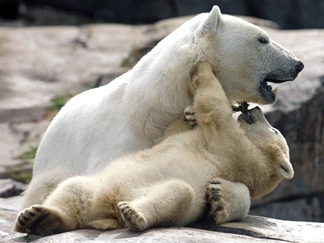 Polar Bear Cub with Mother - The six month polar bear's cub with its mother Aisaqvaq at St. Felicien Wildlife Zoo in Quebec, Canada (June 2, 2010). - , polar, bear, bears, cub, cubs, mother, mothers, animals, animal, Aisaqvaq, St., Felicien, Wildlife, Zoo, Quebec, Canada - The six month polar bear's cub with its mother Aisaqvaq at St. Felicien Wildlife Zoo in Quebec, Canada (June 2, 2010). Подреждайте безплатни онлайн Polar Bear Cub with Mother пъзел игри или изпратете Polar Bear Cub with Mother пъзел игра поздравителна картичка  от puzzles-games.eu.. Polar Bear Cub with Mother пъзел, пъзели, пъзели игри, puzzles-games.eu, пъзел игри, online пъзел игри, free пъзел игри, free online пъзел игри, Polar Bear Cub with Mother free пъзел игра, Polar Bear Cub with Mother online пъзел игра, jigsaw puzzles, Polar Bear Cub with Mother jigsaw puzzle, jigsaw puzzle games, jigsaw puzzles games, Polar Bear Cub with Mother пъзел игра картичка, пъзели игри картички, Polar Bear Cub with Mother пъзел игра поздравителна картичка