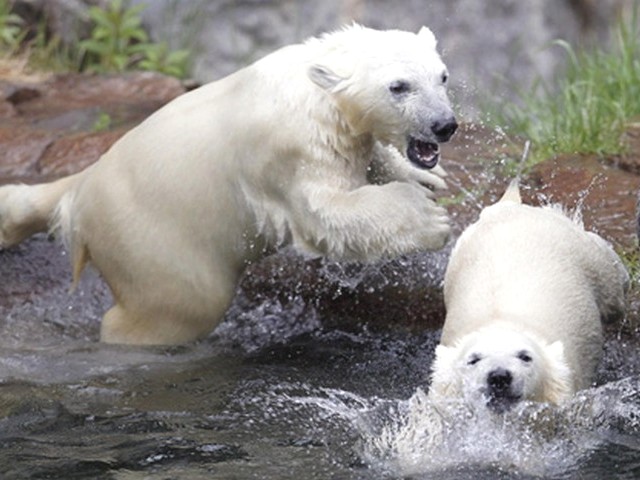 Polar Bear Cubs play in Water - The polar bear's cubs born on November 30, 2009 play in water at the St. Felicien Wildlife Zoo in Quebec, Canada (June 2, 2010). - , polar, bear, bears, cubs, cub, water, waters, animals, animal, St., Felicien, Wildlife, Zoo, Quebec, Canada - The polar bear's cubs born on November 30, 2009 play in water at the St. Felicien Wildlife Zoo in Quebec, Canada (June 2, 2010). Подреждайте безплатни онлайн Polar Bear Cubs play in Water пъзел игри или изпратете Polar Bear Cubs play in Water пъзел игра поздравителна картичка  от puzzles-games.eu.. Polar Bear Cubs play in Water пъзел, пъзели, пъзели игри, puzzles-games.eu, пъзел игри, online пъзел игри, free пъзел игри, free online пъзел игри, Polar Bear Cubs play in Water free пъзел игра, Polar Bear Cubs play in Water online пъзел игра, jigsaw puzzles, Polar Bear Cubs play in Water jigsaw puzzle, jigsaw puzzle games, jigsaw puzzles games, Polar Bear Cubs play in Water пъзел игра картичка, пъзели игри картички, Polar Bear Cubs play in Water пъзел игра поздравителна картичка