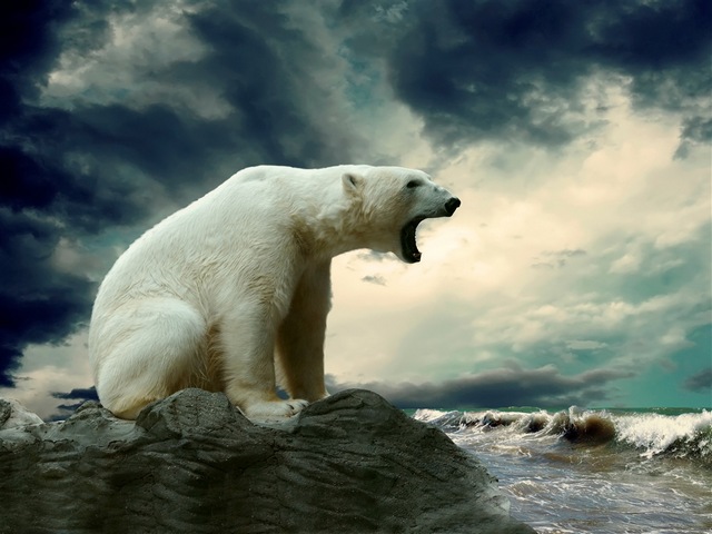 Polar Bear Wallpaper Puzzle Spiel 