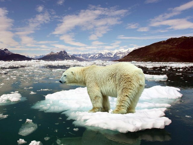 Polar Bear on Ice Wallpaper Puzzle Spiel 