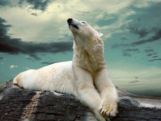Polar Bear on Rock Wallpaper - Wallpaper with a gorgeous polar bear, which is taking a rest on rock at the dusk.<br />
Polar bears are marine mammals which spend most of their lives on the sea ice of the Arctic Ocean. <br />
Because of climate change, resulting in meltng of the sea ice and the loss of their main habitat,  the polar bears were listed as a threatened species in the US.<br />
The polar bears are considered talented swimmers. They can sustain a pace of six miles per hour by paddling with their front paws and holding their hind legs flat like a rudder. - , polar, bear, bears, rock, rocks, wallpaper, wallpapers, animals, animal, gorgeous, rest, dusk, marine, mammals, mammal, lives, life, sea, ice, Arctic, Ocean, oceans, climate, change, habitat, threatened, species, specie, US, talented, swimmers, swimmer, pace, miles, hour, paws, paw, legs, leg, rudder - Wallpaper with a gorgeous polar bear, which is taking a rest on rock at the dusk.<br />
Polar bears are marine mammals which spend most of their lives on the sea ice of the Arctic Ocean. <br />
Because of climate change, resulting in meltng of the sea ice and the loss of their main habitat,  the polar bears were listed as a threatened species in the US.<br />
The polar bears are considered talented swimmers. They can sustain a pace of six miles per hour by paddling with their front paws and holding their hind legs flat like a rudder. Solve free online Polar Bear on Rock Wallpaper puzzle games or send Polar Bear on Rock Wallpaper puzzle game greeting ecards  from puzzles-games.eu.. Polar Bear on Rock Wallpaper puzzle, puzzles, puzzles games, puzzles-games.eu, puzzle games, online puzzle games, free puzzle games, free online puzzle games, Polar Bear on Rock Wallpaper free puzzle game, Polar Bear on Rock Wallpaper online puzzle game, jigsaw puzzles, Polar Bear on Rock Wallpaper jigsaw puzzle, jigsaw puzzle games, jigsaw puzzles games, Polar Bear on Rock Wallpaper puzzle game ecard, puzzles games ecards, Polar Bear on Rock Wallpaper puzzle game greeting ecard