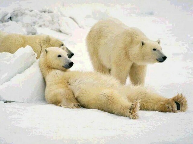 Polar Bears пазл игру 