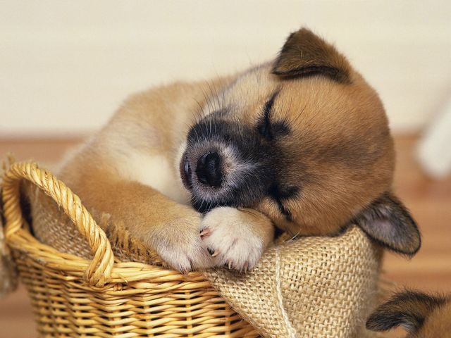 Puppy asleep in Basket Wallpaper пъзел игра 