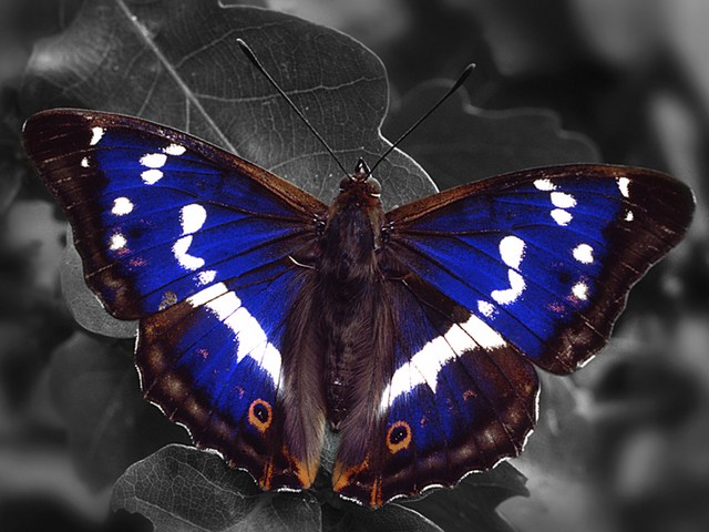 Purple Emperor Butterfly пъзел игра 
