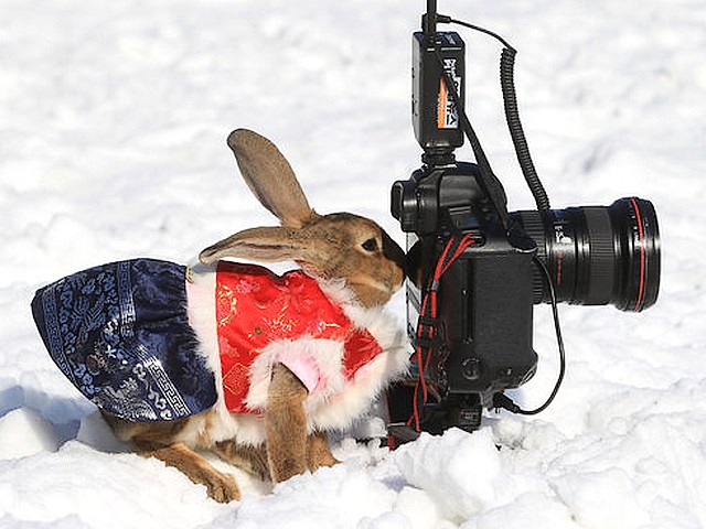 Rabbit in Korean Costume behind Camera at Everland Amusement Park in Seoul South Korea puzzle game 