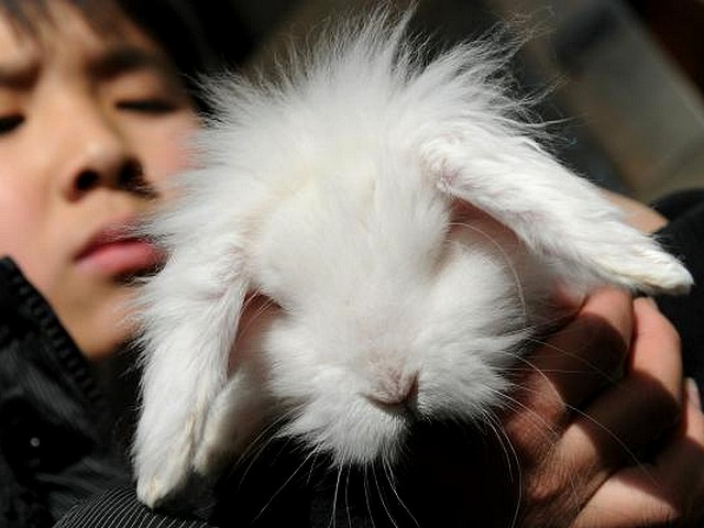 Rabbit in Pet Shop in Beijing China Puzzle Spiel 