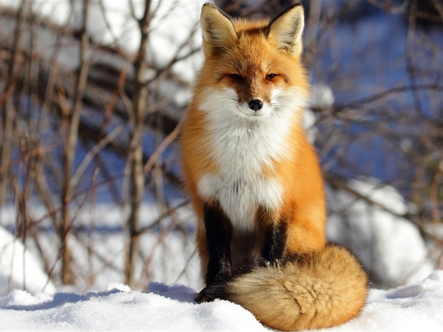 Red Fox on Snow - Red fox with long, thick winter coat and a bushy tail, sitting on the snow.<br />
The red fox (Vulpes vulpes) is one of the most widely distributed carnivore in the world, presented across the entire Northern Hemisphere from the Arctic Circle to North Africa, North America and Eurasia. They have negative impacts on many native species, including ground nesting birds and small mammals such as mice, squirrels, and rabbits. The red fox's resourcefulness has earned it a legendary reputation for intelligence and cunning. - , red, fox, foxes, snow, animal, animals, winter, coat, bushy, tail, snow, carnivore, carnivore, world, Northern, Hemisphere, Arctic, Circle, North, Africa, America, Eurasia, negative, impacts, impact, native, species, specie, ground, birds, bird, mammals, mammal, mice, mices, squirrels, squirrel, rabbits, rabbit, resourcefulness, legendary, reputation, intelligence, cunning - Red fox with long, thick winter coat and a bushy tail, sitting on the snow.<br />
The red fox (Vulpes vulpes) is one of the most widely distributed carnivore in the world, presented across the entire Northern Hemisphere from the Arctic Circle to North Africa, North America and Eurasia. They have negative impacts on many native species, including ground nesting birds and small mammals such as mice, squirrels, and rabbits. The red fox's resourcefulness has earned it a legendary reputation for intelligence and cunning. Решайте бесплатные онлайн Red Fox on Snow пазлы игры или отправьте Red Fox on Snow пазл игру приветственную открытку  из puzzles-games.eu.. Red Fox on Snow пазл, пазлы, пазлы игры, puzzles-games.eu, пазл игры, онлайн пазл игры, игры пазлы бесплатно, бесплатно онлайн пазл игры, Red Fox on Snow бесплатно пазл игра, Red Fox on Snow онлайн пазл игра , jigsaw puzzles, Red Fox on Snow jigsaw puzzle, jigsaw puzzle games, jigsaw puzzles games, Red Fox on Snow пазл игра открытка, пазлы игры открытки, Red Fox on Snow пазл игра приветственная открытка