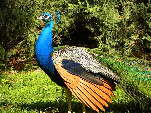 Royal Peacock in Princes Garden of Royal Palace in Aranjuez Spain пазл игру 