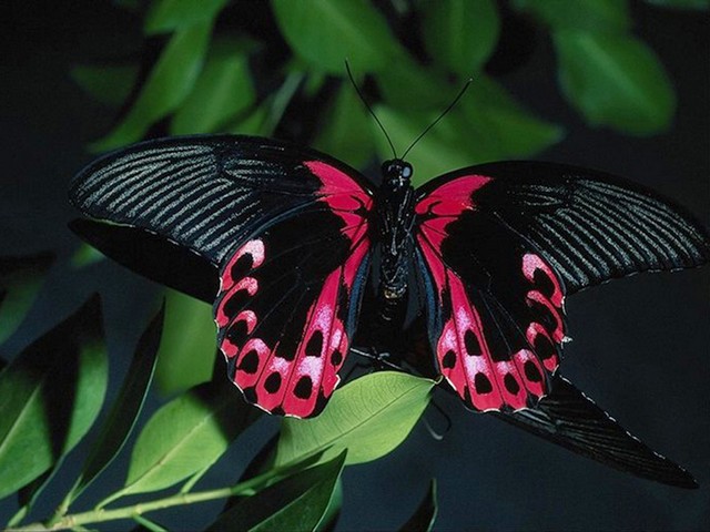 Scarlet Mormon Butterfly Male пъзел игра 