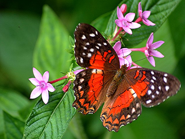 Scarlet Peacock Butterfly juego de puzzle 