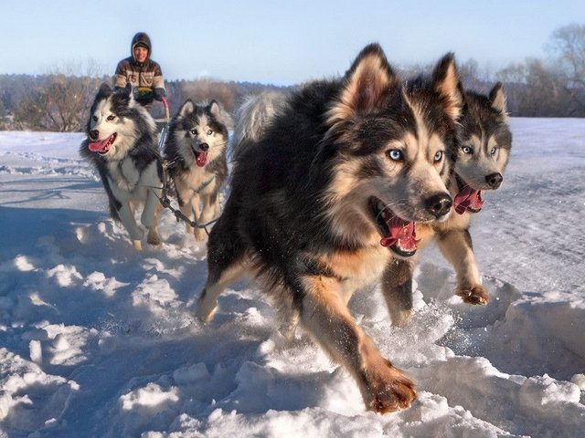 Siberian Husky Sled Dogs - The best sled dogs are the purebred dog breeds, such as the Siberian Husky, Alaskan Malamute, Chinook and Samoyed.<br />
Dog sledge teams were first used in Antarctica in 1898 by the British Antarctic Expedition. Roald Amundsen used sled dogs to reach the South Pole in 1911. <br />
The sled dogs today are still used by some communities, especially in areas of Alaska and Canada and throughout Greenland. They are used for recreational purposes and racing events, such as the Iditarod Trail and the Yukon Quest. - , Siberian, Husky, sled, dogs, dog, animals, animal, purebred, breeds, bred, Alaskan, Malamute, Chinook, Samoyed, teams, team, Antarctica, 1898, British, Antarctic, Expedition, Roald, Amundsen, South, Pole, 1911, today, communities, community, areas, area, Alaska, Canada, Greenland, recreational, purposes, purpose, racing, events, event, Iditarod, Trail, Yukon, Quest - The best sled dogs are the purebred dog breeds, such as the Siberian Husky, Alaskan Malamute, Chinook and Samoyed.<br />
Dog sledge teams were first used in Antarctica in 1898 by the British Antarctic Expedition. Roald Amundsen used sled dogs to reach the South Pole in 1911. <br />
The sled dogs today are still used by some communities, especially in areas of Alaska and Canada and throughout Greenland. They are used for recreational purposes and racing events, such as the Iditarod Trail and the Yukon Quest. Lösen Sie kostenlose Siberian Husky Sled Dogs Online Puzzle Spiele oder senden Sie Siberian Husky Sled Dogs Puzzle Spiel Gruß ecards  from puzzles-games.eu.. Siberian Husky Sled Dogs puzzle, Rätsel, puzzles, Puzzle Spiele, puzzles-games.eu, puzzle games, Online Puzzle Spiele, kostenlose Puzzle Spiele, kostenlose Online Puzzle Spiele, Siberian Husky Sled Dogs kostenlose Puzzle Spiel, Siberian Husky Sled Dogs Online Puzzle Spiel, jigsaw puzzles, Siberian Husky Sled Dogs jigsaw puzzle, jigsaw puzzle games, jigsaw puzzles games, Siberian Husky Sled Dogs Puzzle Spiel ecard, Puzzles Spiele ecards, Siberian Husky Sled Dogs Puzzle Spiel Gruß ecards
