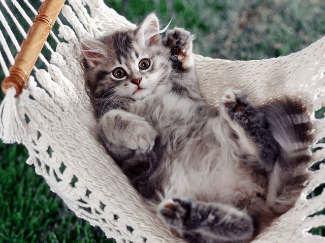 Silver Tabby Kitten in Hammock пъзел игра 