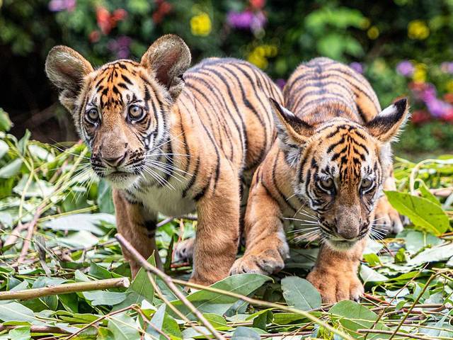 South China Tiger Cubs juego de puzzle 