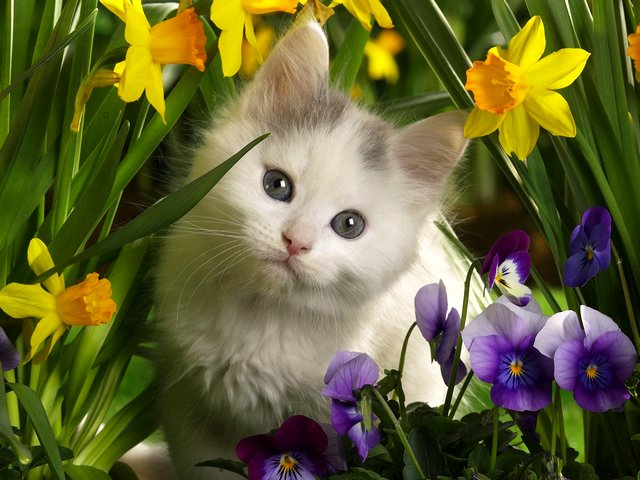 Spring Kitten among Flowers Wallpaper - Wallpaper with an adorable kitten, which peeks among delightful spring flowers in a garden. Spring is the best time of year after the cold winter, a time of renewal, rebirth and a fresh start to the new year. During the spring all the flowers are blooming, the trees and grass are green, everything is very pretty and smelling of fresh. The bright, colourful and delicate flowers in the garden make us feel happy, relaxed and refreshed. - , spring, kitten, kittens, flowers, flower, wallpaper, wallpapers, animals, animal, adorable, delightful, garden, gardens, time, times, year, years, cold, winter, renewal, rebirth, fresh, start, starts, trees, tree, grass, green, pretty, fresh, bright, colourful, delicate, happy, relaxed, refreshed - Wallpaper with an adorable kitten, which peeks among delightful spring flowers in a garden. Spring is the best time of year after the cold winter, a time of renewal, rebirth and a fresh start to the new year. During the spring all the flowers are blooming, the trees and grass are green, everything is very pretty and smelling of fresh. The bright, colourful and delicate flowers in the garden make us feel happy, relaxed and refreshed. Solve free online Spring Kitten among Flowers Wallpaper puzzle games or send Spring Kitten among Flowers Wallpaper puzzle game greeting ecards  from puzzles-games.eu.. Spring Kitten among Flowers Wallpaper puzzle, puzzles, puzzles games, puzzles-games.eu, puzzle games, online puzzle games, free puzzle games, free online puzzle games, Spring Kitten among Flowers Wallpaper free puzzle game, Spring Kitten among Flowers Wallpaper online puzzle game, jigsaw puzzles, Spring Kitten among Flowers Wallpaper jigsaw puzzle, jigsaw puzzle games, jigsaw puzzles games, Spring Kitten among Flowers Wallpaper puzzle game ecard, puzzles games ecards, Spring Kitten among Flowers Wallpaper puzzle game greeting ecard