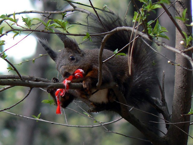 Squirrel on Branch with Martenitsa - A squirrel sitting on a tree branch, on which is tied a tassel of martenitsa . The red-and-white decoration woven of threads, a beautiful gift for 1st of March, the most celebrated spring feast in Bulgaria is supposed to be taken off when is seen the first signs that spring has already come, as a blooming tree or a stork. - , squirrel, squirres, branch, branches, martenitsa, martenitsi, animal, animals, tassel, tassels, red, white, decoration, decorations, threads, thread, beautiful, gift, gifts, March, spring, feast, feasts, Bulgaria, signs, sign, spring, tree, trees, stork, storks - A squirrel sitting on a tree branch, on which is tied a tassel of martenitsa . The red-and-white decoration woven of threads, a beautiful gift for 1st of March, the most celebrated spring feast in Bulgaria is supposed to be taken off when is seen the first signs that spring has already come, as a blooming tree or a stork. Resuelve rompecabezas en línea gratis Squirrel on Branch with Martenitsa juegos puzzle o enviar Squirrel on Branch with Martenitsa juego de puzzle tarjetas electrónicas de felicitación  de puzzles-games.eu.. Squirrel on Branch with Martenitsa puzzle, puzzles, rompecabezas juegos, puzzles-games.eu, juegos de puzzle, juegos en línea del rompecabezas, juegos gratis puzzle, juegos en línea gratis rompecabezas, Squirrel on Branch with Martenitsa juego de puzzle gratuito, Squirrel on Branch with Martenitsa juego de rompecabezas en línea, jigsaw puzzles, Squirrel on Branch with Martenitsa jigsaw puzzle, jigsaw puzzle games, jigsaw puzzles games, Squirrel on Branch with Martenitsa rompecabezas de juego tarjeta electrónica, juegos de puzzles tarjetas electrónicas, Squirrel on Branch with Martenitsa puzzle tarjeta electrónica de felicitación