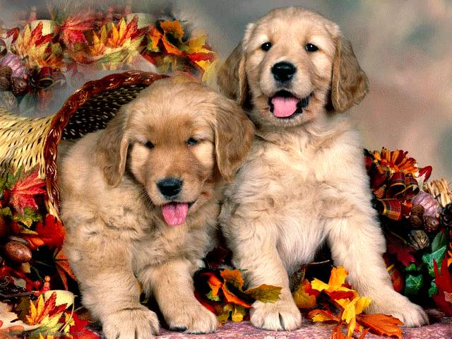 Thanksgiving Golden Retriever Puppies Post Card puzzle game 