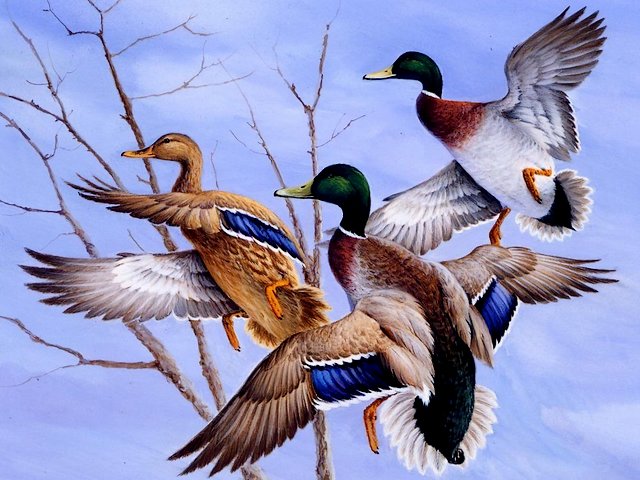Trio of Mallards by Jim Killen пъзел игра 