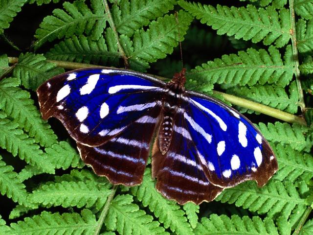Tropical Blue Wave Butterfly - The Tropical Blue Wave, Blue-banded Purplewing or Royal Blue (Myscelia cyaniris), a.k.a. Cyan Bluewing from Nymphalidae family, is a small but striking beautiful butterfly with iridescent blue stripes of across upperside of wings. The underside is camouflaged in gray and brown, resembling a tree bark. Its wingspan is up to 3 inch.<br />
The Tropical Blue Wave butterfly is widespread in Central America and northern South America, from Mexico to Honduras, Costa Rica, Panama, Venezuela, Ecuador, and Peru, inhabiting rainforests at sea level to 700 m. Adults usually feed on rotting fruit and animal dung. - , Tropical, Blue, Wave, butterfly, butterflies, animals, animal, banded, Purplewing, Royal, Myscelia, cyaniris, Cyan, Nymphalidae, family, families, small, striking, beautiful, iridescent, stripes, stripe, upperside, wings, wing, underside, gray, brown, tree, bark, wingspan, Central, America, northern, South, Mexico, Honduras, Costa, Rica, Panama, Venezuela, Ecuador, Peru, rainforests, sea, level, adults, adult, fruit, dung - The Tropical Blue Wave, Blue-banded Purplewing or Royal Blue (Myscelia cyaniris), a.k.a. Cyan Bluewing from Nymphalidae family, is a small but striking beautiful butterfly with iridescent blue stripes of across upperside of wings. The underside is camouflaged in gray and brown, resembling a tree bark. Its wingspan is up to 3 inch.<br />
The Tropical Blue Wave butterfly is widespread in Central America and northern South America, from Mexico to Honduras, Costa Rica, Panama, Venezuela, Ecuador, and Peru, inhabiting rainforests at sea level to 700 m. Adults usually feed on rotting fruit and animal dung. Lösen Sie kostenlose Tropical Blue Wave Butterfly Online Puzzle Spiele oder senden Sie Tropical Blue Wave Butterfly Puzzle Spiel Gruß ecards  from puzzles-games.eu.. Tropical Blue Wave Butterfly puzzle, Rätsel, puzzles, Puzzle Spiele, puzzles-games.eu, puzzle games, Online Puzzle Spiele, kostenlose Puzzle Spiele, kostenlose Online Puzzle Spiele, Tropical Blue Wave Butterfly kostenlose Puzzle Spiel, Tropical Blue Wave Butterfly Online Puzzle Spiel, jigsaw puzzles, Tropical Blue Wave Butterfly jigsaw puzzle, jigsaw puzzle games, jigsaw puzzles games, Tropical Blue Wave Butterfly Puzzle Spiel ecard, Puzzles Spiele ecards, Tropical Blue Wave Butterfly Puzzle Spiel Gruß ecards
