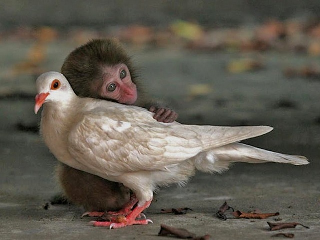 Unusual Friendship - A small orphaned monkey nestles his head against white pigeon.<br />
This is a story about an unusual friendship between animals and the unconditional love and caring. <br />
They are an odd couple in every sense, but they have become inseparable after the macaque was rescued at an animals sanctuary in China, where he found his new feathered friend. - , unusual, friendship, friendships, animals, animal, orphaned, monkey, monkeys, head, heads, white, pigeon, pigeons, story, stories, unconditional, love, caring, odd, couple, couples, sense, inseparable, macaque, sanctuary, China, feathered, friend, friends - A small orphaned monkey nestles his head against white pigeon.<br />
This is a story about an unusual friendship between animals and the unconditional love and caring. <br />
They are an odd couple in every sense, but they have become inseparable after the macaque was rescued at an animals sanctuary in China, where he found his new feathered friend. Resuelve rompecabezas en línea gratis Unusual Friendship juegos puzzle o enviar Unusual Friendship juego de puzzle tarjetas electrónicas de felicitación  de puzzles-games.eu.. Unusual Friendship puzzle, puzzles, rompecabezas juegos, puzzles-games.eu, juegos de puzzle, juegos en línea del rompecabezas, juegos gratis puzzle, juegos en línea gratis rompecabezas, Unusual Friendship juego de puzzle gratuito, Unusual Friendship juego de rompecabezas en línea, jigsaw puzzles, Unusual Friendship jigsaw puzzle, jigsaw puzzle games, jigsaw puzzles games, Unusual Friendship rompecabezas de juego tarjeta electrónica, juegos de puzzles tarjetas electrónicas, Unusual Friendship puzzle tarjeta electrónica de felicitación