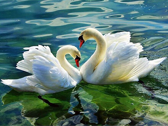 Valentines Day Swans Couple Wallpaper Puzzle Spiel 