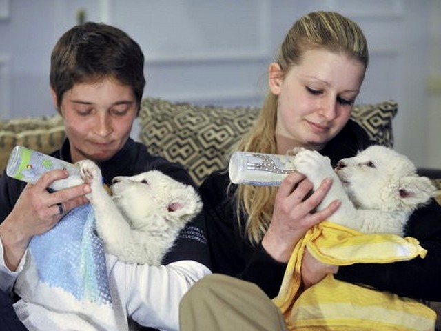 White Lion Cubs Feeding Puzzle Spiel 