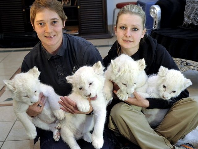 White Lion Cubs First Public Appearance пъзел игра 