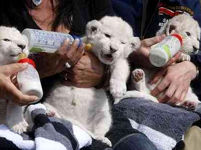 White Lion Cubs born in Germany пъзел игра 