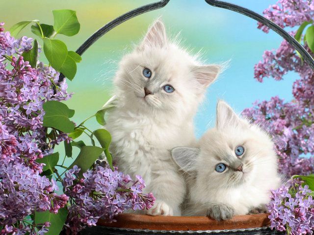 White Persian Kittens with Blue Eyes Wallpaper - Beautiful wallpaper of adorable Persian kittens with pure white,  fluffy like cashmere fur and glistening blue eyes with innocent angelic look, among fresh-cut blossoms of lilac. The breed of Persian cat has a placid and unpretentious nature, suitable for living in apartment and is popular pet in the United States. - , white, Persian, kittens, kitten, blue, eyes, eye, wallpaper, wallpapers, animals, animal, beautiful, adorable, pure, white, fluffy, cashmere, fur, furs, glistening, innocent, angelic, look, fresh, blossoms, blossom, lilac, breed, breeds, placid, unpretentious, nature, natures, apartment, apartments, popular, pet, pets, United, States, USA - Beautiful wallpaper of adorable Persian kittens with pure white,  fluffy like cashmere fur and glistening blue eyes with innocent angelic look, among fresh-cut blossoms of lilac. The breed of Persian cat has a placid and unpretentious nature, suitable for living in apartment and is popular pet in the United States. Solve free online White Persian Kittens with Blue Eyes Wallpaper puzzle games or send White Persian Kittens with Blue Eyes Wallpaper puzzle game greeting ecards  from puzzles-games.eu.. White Persian Kittens with Blue Eyes Wallpaper puzzle, puzzles, puzzles games, puzzles-games.eu, puzzle games, online puzzle games, free puzzle games, free online puzzle games, White Persian Kittens with Blue Eyes Wallpaper free puzzle game, White Persian Kittens with Blue Eyes Wallpaper online puzzle game, jigsaw puzzles, White Persian Kittens with Blue Eyes Wallpaper jigsaw puzzle, jigsaw puzzle games, jigsaw puzzles games, White Persian Kittens with Blue Eyes Wallpaper puzzle game ecard, puzzles games ecards, White Persian Kittens with Blue Eyes Wallpaper puzzle game greeting ecard