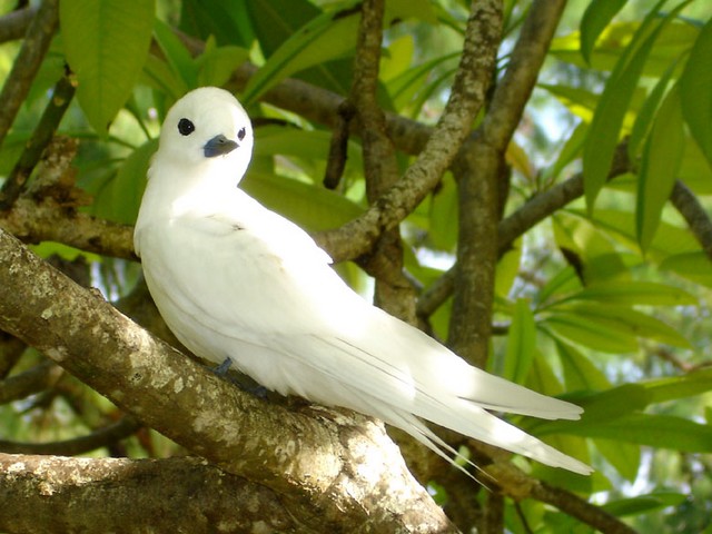White Swallow puzzle game 