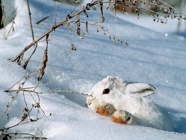Winter Scene with White Bunny Wallpaper juego de puzzle 