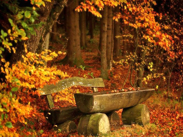 Autumn Landscape Wooden Bench in Forest Park - Beautiful landscape in autumn colors with wooden bench, a lovely place for a brief romantic respite in a forest park, strewn with yellow fallen leaves. - , autumn, landscape, landscapes, wooden, bench, benches, forest, forests, park, parks, nature, natures, beautiful, colors, color, lovely, place, places, romantic, respite, yellow, leaves, leaf - Beautiful landscape in autumn colors with wooden bench, a lovely place for a brief romantic respite in a forest park, strewn with yellow fallen leaves. Lösen Sie kostenlose Autumn Landscape Wooden Bench in Forest Park Online Puzzle Spiele oder senden Sie Autumn Landscape Wooden Bench in Forest Park Puzzle Spiel Gruß ecards  from puzzles-games.eu.. Autumn Landscape Wooden Bench in Forest Park puzzle, Rätsel, puzzles, Puzzle Spiele, puzzles-games.eu, puzzle games, Online Puzzle Spiele, kostenlose Puzzle Spiele, kostenlose Online Puzzle Spiele, Autumn Landscape Wooden Bench in Forest Park kostenlose Puzzle Spiel, Autumn Landscape Wooden Bench in Forest Park Online Puzzle Spiel, jigsaw puzzles, Autumn Landscape Wooden Bench in Forest Park jigsaw puzzle, jigsaw puzzle games, jigsaw puzzles games, Autumn Landscape Wooden Bench in Forest Park Puzzle Spiel ecard, Puzzles Spiele ecards, Autumn Landscape Wooden Bench in Forest Park Puzzle Spiel Gruß ecards