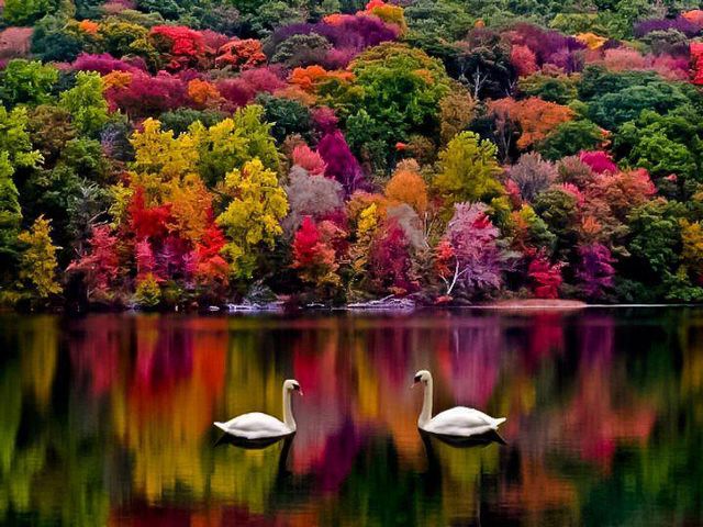 Autumn on Newfound Lake New Hampshire USA - Breathtaking view in awesome autumn colors on the Newfound Lake in New Hampshire, USA. This fascinating landscape with two swans floating in the middle the reflection of trees in the lake, contrasting on a beautiful palette in red, green, pink and purple, seems so unreal, it's like a dream. - , autumn, Newfound, lake, lakes, New, Hampshire, USA, nature, natures, places, place, breathtaking, view, views, awesome, colors, color, fascinating, landscape, landscapes, swans, swan, reflection, trees, tree, beautiful, palette, palettes, red, green, pink, purple, unreal, dream, dreams - Breathtaking view in awesome autumn colors on the Newfound Lake in New Hampshire, USA. This fascinating landscape with two swans floating in the middle the reflection of trees in the lake, contrasting on a beautiful palette in red, green, pink and purple, seems so unreal, it's like a dream. Решайте бесплатные онлайн Autumn on Newfound Lake New Hampshire USA пазлы игры или отправьте Autumn on Newfound Lake New Hampshire USA пазл игру приветственную открытку  из puzzles-games.eu.. Autumn on Newfound Lake New Hampshire USA пазл, пазлы, пазлы игры, puzzles-games.eu, пазл игры, онлайн пазл игры, игры пазлы бесплатно, бесплатно онлайн пазл игры, Autumn on Newfound Lake New Hampshire USA бесплатно пазл игра, Autumn on Newfound Lake New Hampshire USA онлайн пазл игра , jigsaw puzzles, Autumn on Newfound Lake New Hampshire USA jigsaw puzzle, jigsaw puzzle games, jigsaw puzzles games, Autumn on Newfound Lake New Hampshire USA пазл игра открытка, пазлы игры открытки, Autumn on Newfound Lake New Hampshire USA пазл игра приветственная открытка