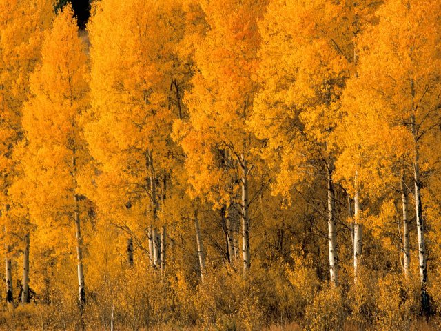 Forest juego de puzzle 