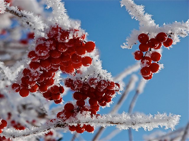 Frosted Cranberry Clusters - A winter magic of frosted clusters with berries on branches of European cranberry bush (Viburnum opulus).<br />
Viburnum opulus, commonly known as the Guelder Rose or European Cranberry bush, is native to Europe and Asia, including the UK.  Guelder Rose is the National symbol of the Ukraine and it is mentioned throughout Ukrainian folklore in their songs, artworks and embroidery. - , frosted, cranberry, clusters, cluster, nature, natures, winter, magic, berries, on, branches, of, European, cranberry, bush, Viburnum, opulus, Guelder, Rose, species, Europe, Asia, UK, National, symbol, symbols, Ukraine, Ukrainian, folklore, songs, song, artworks, artwork, embroidery - A winter magic of frosted clusters with berries on branches of European cranberry bush (Viburnum opulus).<br />
Viburnum opulus, commonly known as the Guelder Rose or European Cranberry bush, is native to Europe and Asia, including the UK.  Guelder Rose is the National symbol of the Ukraine and it is mentioned throughout Ukrainian folklore in their songs, artworks and embroidery. Solve free online Frosted Cranberry Clusters puzzle games or send Frosted Cranberry Clusters puzzle game greeting ecards  from puzzles-games.eu.. Frosted Cranberry Clusters puzzle, puzzles, puzzles games, puzzles-games.eu, puzzle games, online puzzle games, free puzzle games, free online puzzle games, Frosted Cranberry Clusters free puzzle game, Frosted Cranberry Clusters online puzzle game, jigsaw puzzles, Frosted Cranberry Clusters jigsaw puzzle, jigsaw puzzle games, jigsaw puzzles games, Frosted Cranberry Clusters puzzle game ecard, puzzles games ecards, Frosted Cranberry Clusters puzzle game greeting ecard
