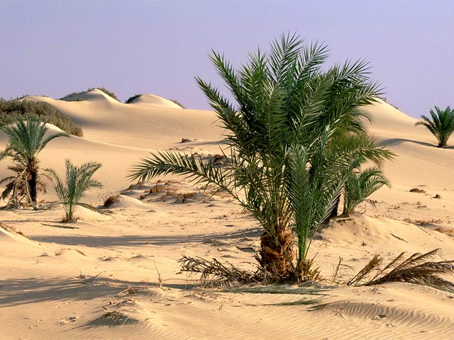 Oasis Dakhia Sahara Desert Egypt Wallpaper puzzle game 