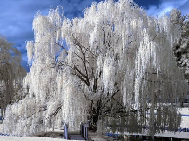 Winter Beauty Weeping Willow Wallpaper juego de puzzle 