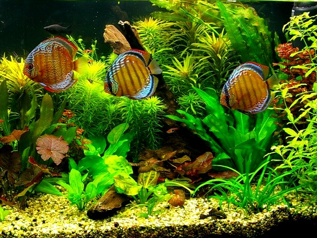Discuses in the Home Aquarium - This Discuses (Symphysodon Aequifasciatus) in the home aquarium are native of streams in the Amason Basin. - , Discuses, Discus, home, aquarium, aquariums, ocean, life, lifes, Symphysodon, Aequifasciatus, Amason, Basin - This Discuses (Symphysodon Aequifasciatus) in the home aquarium are native of streams in the Amason Basin. Solve free online Discuses in the Home Aquarium puzzle games or send Discuses in the Home Aquarium puzzle game greeting ecards  from puzzles-games.eu.. Discuses in the Home Aquarium puzzle, puzzles, puzzles games, puzzles-games.eu, puzzle games, online puzzle games, free puzzle games, free online puzzle games, Discuses in the Home Aquarium free puzzle game, Discuses in the Home Aquarium online puzzle game, jigsaw puzzles, Discuses in the Home Aquarium jigsaw puzzle, jigsaw puzzle games, jigsaw puzzles games, Discuses in the Home Aquarium puzzle game ecard, puzzles games ecards, Discuses in the Home Aquarium puzzle game greeting ecard