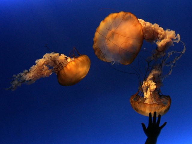 Jellyfishs Puzzle Spiel 