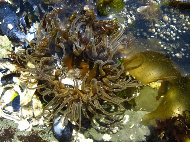 Sea Anemone пазл игру 