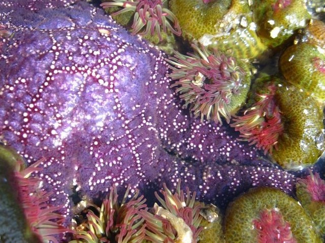 Starfish and Anemones пазл игру 