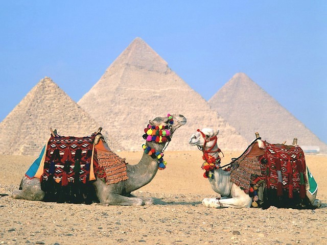 Camels beside the Great Pyramids of Giza Cairo Egypt Wallpaper пазл игру 