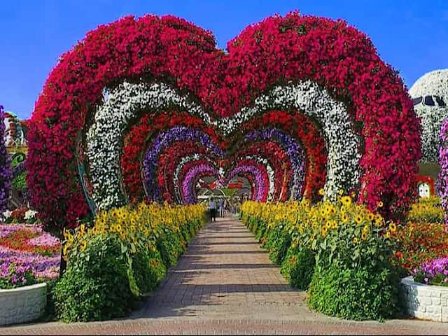 Hearts Passage Miracle Gardens in Dubai UAE - Hearts Passage is a walkway passage with arches above it, as a decor at the Miracle Gardens in Dubai, UAE. It is as the most iconic and profiled floral theme. Each heart shaped arch blooms in different color of Petunia flowers.<br />
The Dubai Miracle Garden is a garden of hearts displayed as unbelievable floral themes which are fully wrapped in colorful flowers. <br />
The garden itself, at its 72,000 square meters area, was launched on the Valentine’s Day in 2013 and since then adds more hearts on display. - , hearts, passage, Miracle, Gardens, Dubai, UAE, places, place, walkway, arches, decor, iconic, profiled, floral, theme, arch, color, petunia, flowers, unbelievable, colorful, area, Valentines, Day, 2013, display - Hearts Passage is a walkway passage with arches above it, as a decor at the Miracle Gardens in Dubai, UAE. It is as the most iconic and profiled floral theme. Each heart shaped arch blooms in different color of Petunia flowers.<br />
The Dubai Miracle Garden is a garden of hearts displayed as unbelievable floral themes which are fully wrapped in colorful flowers. <br />
The garden itself, at its 72,000 square meters area, was launched on the Valentine’s Day in 2013 and since then adds more hearts on display. Solve free online Hearts Passage Miracle Gardens in Dubai UAE puzzle games or send Hearts Passage Miracle Gardens in Dubai UAE puzzle game greeting ecards  from puzzles-games.eu.. Hearts Passage Miracle Gardens in Dubai UAE puzzle, puzzles, puzzles games, puzzles-games.eu, puzzle games, online puzzle games, free puzzle games, free online puzzle games, Hearts Passage Miracle Gardens in Dubai UAE free puzzle game, Hearts Passage Miracle Gardens in Dubai UAE online puzzle game, jigsaw puzzles, Hearts Passage Miracle Gardens in Dubai UAE jigsaw puzzle, jigsaw puzzle games, jigsaw puzzles games, Hearts Passage Miracle Gardens in Dubai UAE puzzle game ecard, puzzles games ecards, Hearts Passage Miracle Gardens in Dubai UAE puzzle game greeting ecard