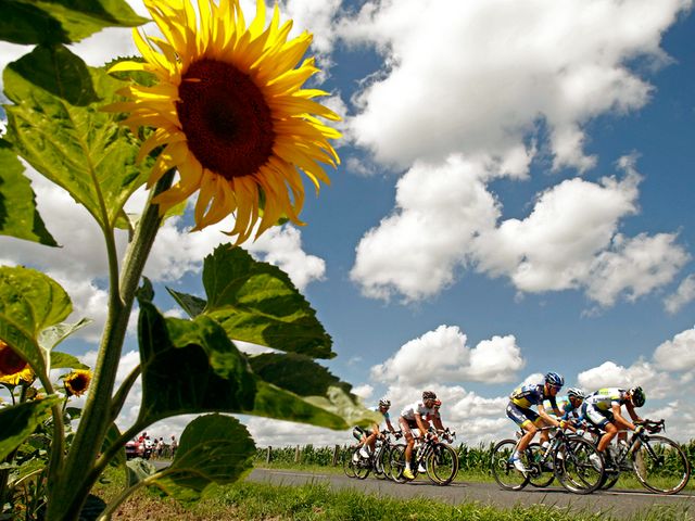 Tour de France 2012 Riders near Field with Sunflowers - The Riders of the Tour de France are passing near to field with sunflowers, during the seventh stage between Tomblaine and La Planche des Belles Filles on July 7, 2012. The annual race of bicycles of the Tour de France is held in France and the nearby countries. The 99-th edition of the Tour de France has begun in the city of Liege in Belgium on June 30th and is scheduled to end on the Champs-Elysees in Paris on July 22th 2012. It will be made in 20 stages and will cover a total distance of 3,497 kilometers. Besides Belgium and France, the tour will also pass through Switzerland. - , tour, tours, France, 2012, riders, rider, field, fields, sunflowers, sport, sports, places, place, travel, travels, trip, trips, stage, stages, Tomblaine, LaPlanche, Planche, Belles, Filles, July, annual, race, races, bicycles, bicycle, nearby, countries, country, 99-th, edition, editions, city, cities, Liege, Belgium, June, Champs-Elysees, Champs, Elysees, Paris, distance, distances, 3, 497, kilometers, kilometer, Switzerland - The Riders of the Tour de France are passing near to field with sunflowers, during the seventh stage between Tomblaine and La Planche des Belles Filles on July 7, 2012. The annual race of bicycles of the Tour de France is held in France and the nearby countries. The 99-th edition of the Tour de France has begun in the city of Liege in Belgium on June 30th and is scheduled to end on the Champs-Elysees in Paris on July 22th 2012. It will be made in 20 stages and will cover a total distance of 3,497 kilometers. Besides Belgium and France, the tour will also pass through Switzerland. Solve free online Tour de France 2012 Riders near Field with Sunflowers puzzle games or send Tour de France 2012 Riders near Field with Sunflowers puzzle game greeting ecards  from puzzles-games.eu.. Tour de France 2012 Riders near Field with Sunflowers puzzle, puzzles, puzzles games, puzzles-games.eu, puzzle games, online puzzle games, free puzzle games, free online puzzle games, Tour de France 2012 Riders near Field with Sunflowers free puzzle game, Tour de France 2012 Riders near Field with Sunflowers online puzzle game, jigsaw puzzles, Tour de France 2012 Riders near Field with Sunflowers jigsaw puzzle, jigsaw puzzle games, jigsaw puzzles games, Tour de France 2012 Riders near Field with Sunflowers puzzle game ecard, puzzles games ecards, Tour de France 2012 Riders near Field with Sunflowers puzzle game greeting ecard